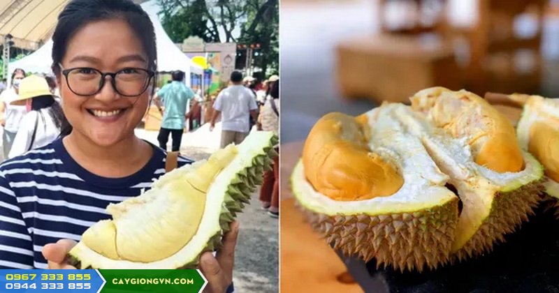 Giong_sau_rieng_thai_mon_thong_dona_nhieu_uu_diem Giống sầu riêng Thái (Monthong) - Sầu riêng Dona