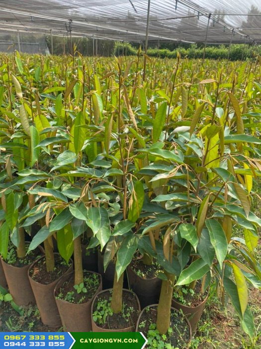 cay_giong_sau_rieng_mon_thon_thai_lan Bán giống sầu riêng Monthong thái lan