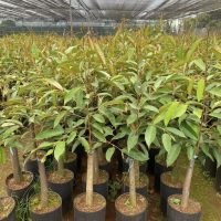 Cung cấp giống sầu riêng (thái, ri6, dona, musang king, black thorn...)