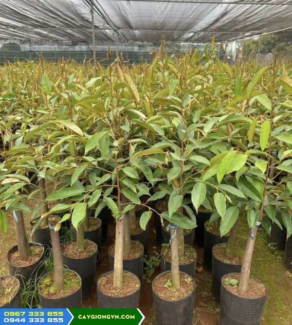 Cung cấp giống sầu riêng (thái, ri6, dona, musang king, black thorn...)
