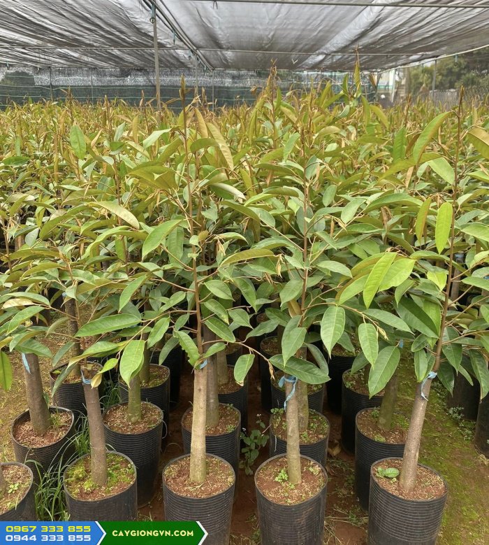 Cung cấp giống sầu riêng (thái, ri6, dona, musang king, black thorn...)