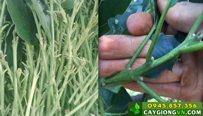 Kỹ thuật ghép bơ: Cách chọn chồi bơ đạt tiêu chuẩn
