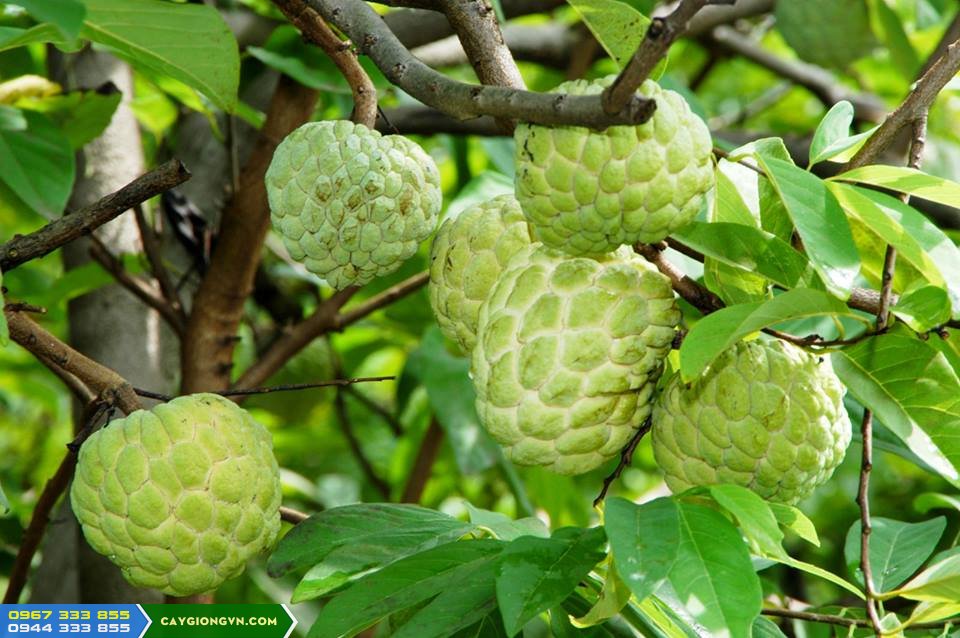 na_thai_chuan_bi_thu_hoach Na thái chuẩn bị thu hoạch