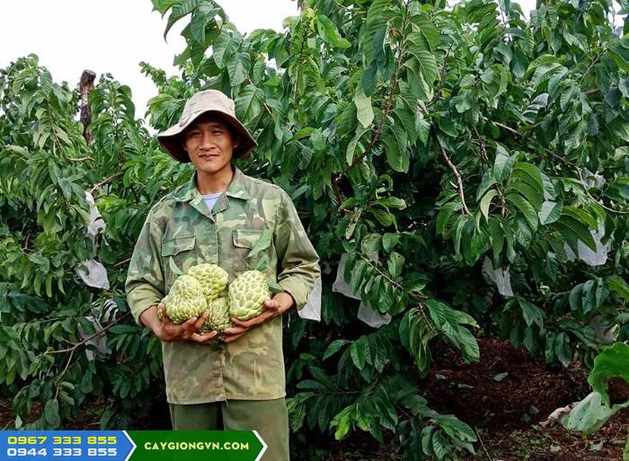 Giống na thái trồng tại Gia Lai Giống na thái trồng tại Gia Lai