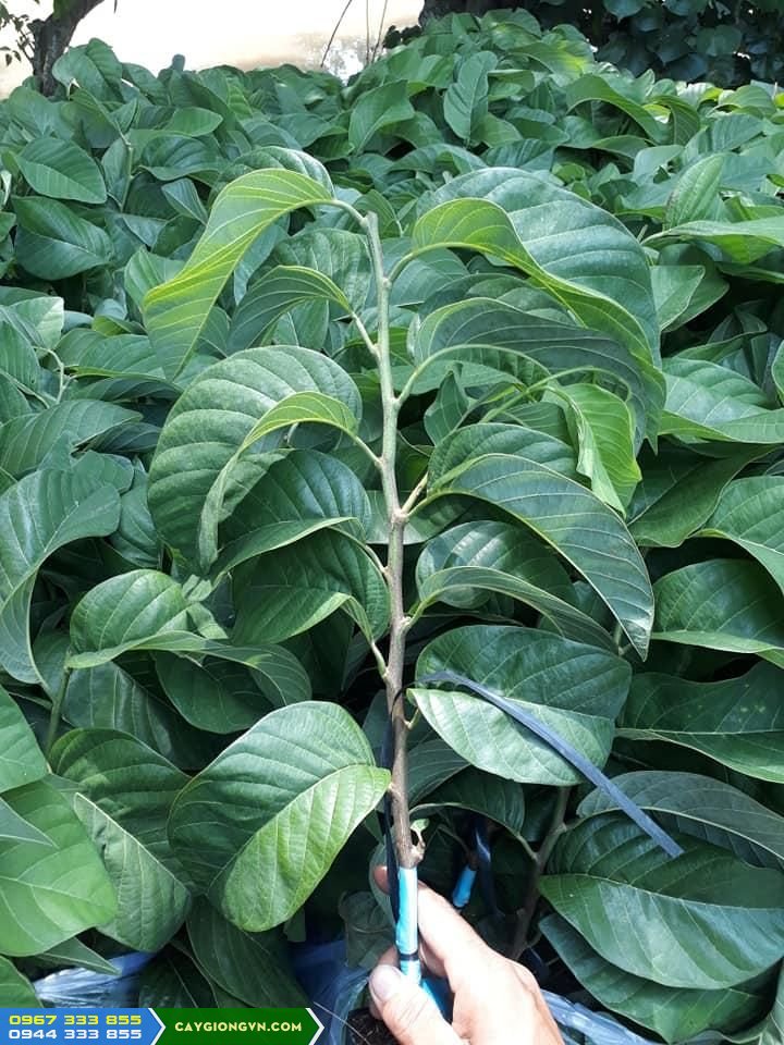 cay_giong_na_thai_na_nu_hoang Cây giống na thái (na hoàng hậu)