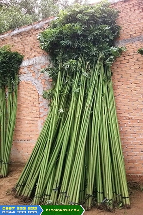 cay_gon_lam_tru_tieu Cây gòn làm trụ tiêu