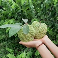Giống na Thái Lan (Na hoàng hậu)