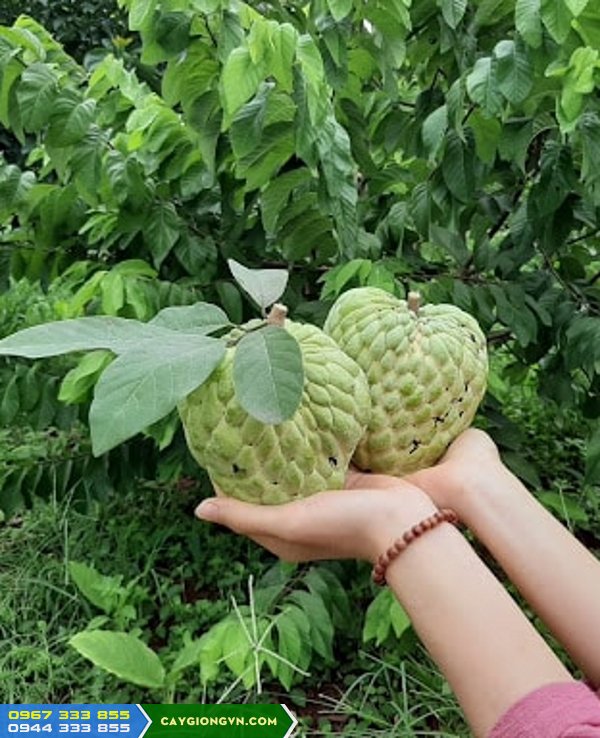 giong_na_thai_lan_na_hoang_hau Giống na Thái Lan (Na hoàng hậu)