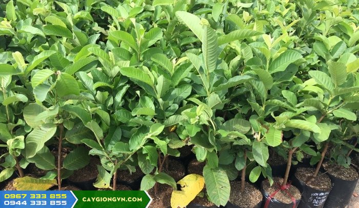 cay_giong_oi_le_dai_loan Cây giống ổi lê Đài Loan