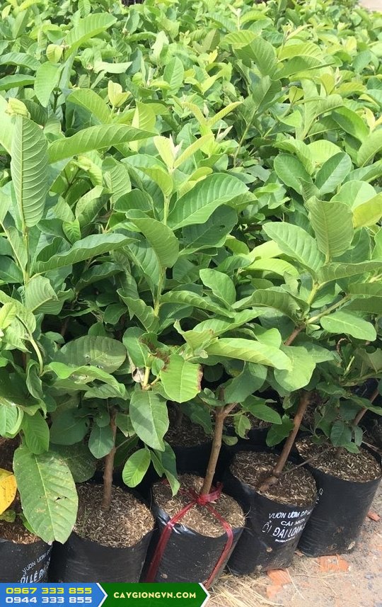 cung_cap_giong_oi_le_dai_loan Cung cấp cây giống ổi lê Đài Loan