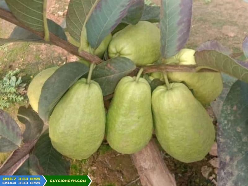 giong_oi_le_dai_loan_thom_ngot_it_hat Giống ổi lê Đài Loan thơm ngọt ít hạt