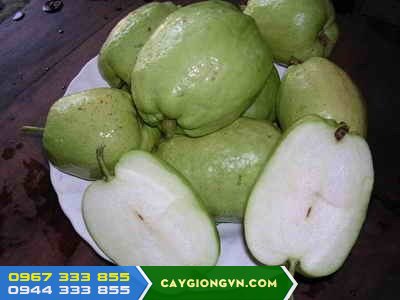 oi_le_dai_loan_khong_hat