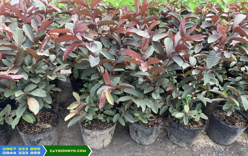 cay_giong_oi_tim_malaysia Cây giống ổi tím malaysia