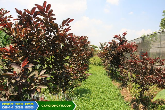 cay_oi_tim_ma_lai_malaysia Cây ổi tím mã lai (malaysia)