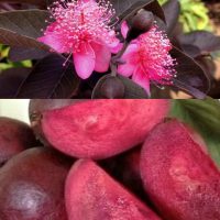 Giống ổi tím malaysia (ổi tím mã lai)