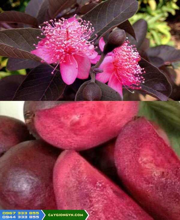 giong_oi_tim_malaysia Giống ổi tím malaysia (ổi tím mã lai)