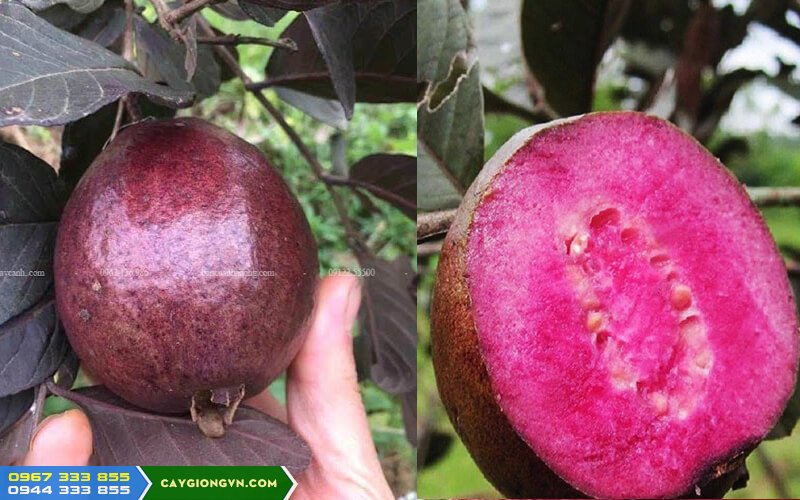 trai_oi_tim_malaysia Trái ổi tím mã lai (malaysia)