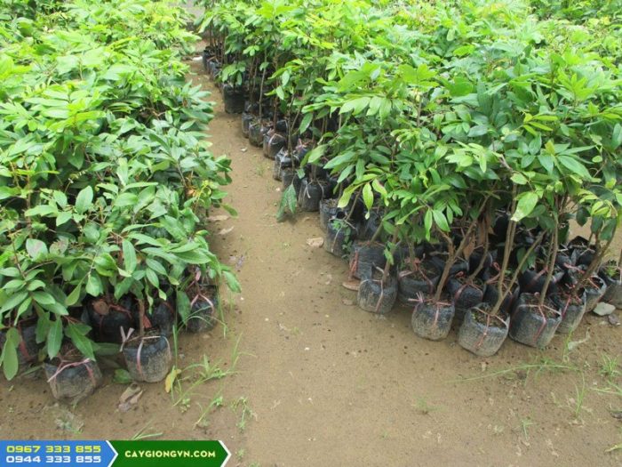 cay_giong_nhan_thai_ido Cây giống nhãn thái ido
