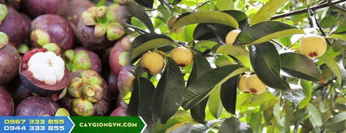 cay_mang_cut_giong_cay_gia_tri_kinh_te_cao Cây măng cụt - Giống cây trồng giá trị kinh tế cao