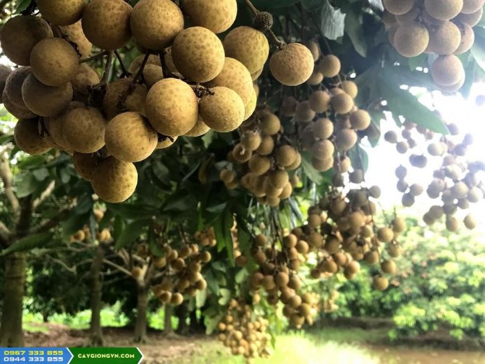 cay_nhan_thai_ido Cây nhãn thái ido