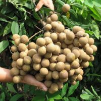 Cung cấp giống nhãn thái ido