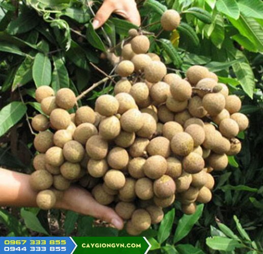 cung_cap_giong_nhan_thai_ido Cung cấp giống nhãn thái ido