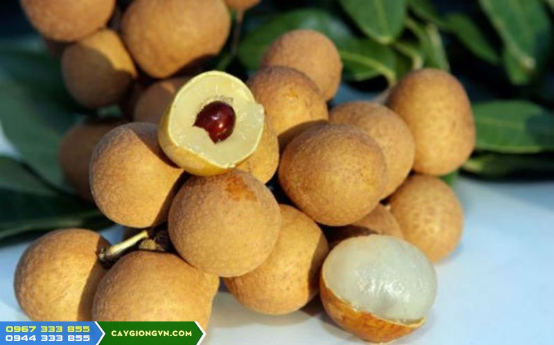 giong_nhan_thai_ido Giống nhãn thái ido