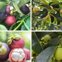 Hình ảnh giống cây măng cụt