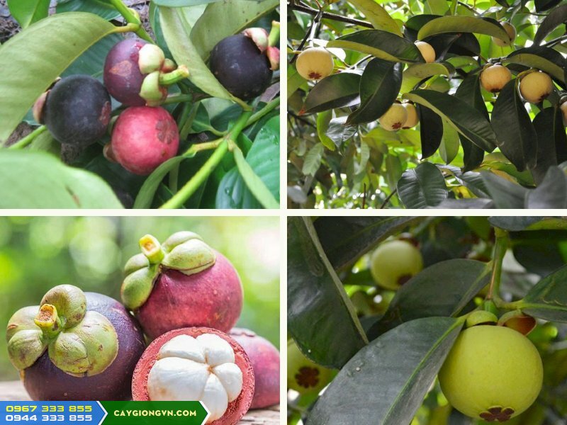 hinh_anh_giong_cay_mang_cut Hình ảnh giống cây măng cụt