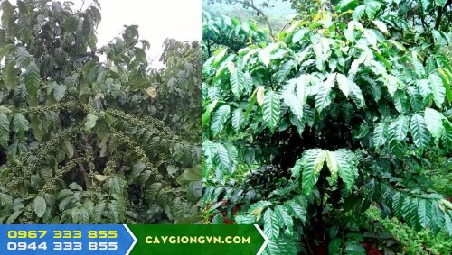 Giong_cafe_Thien_Truong Giống cây cà phê Thiện Trường