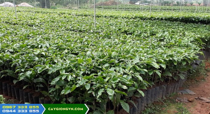 cay_giong_ca_phe_ghep_thien_truong Cây giống cà phê thiện trường Lâm Đồng