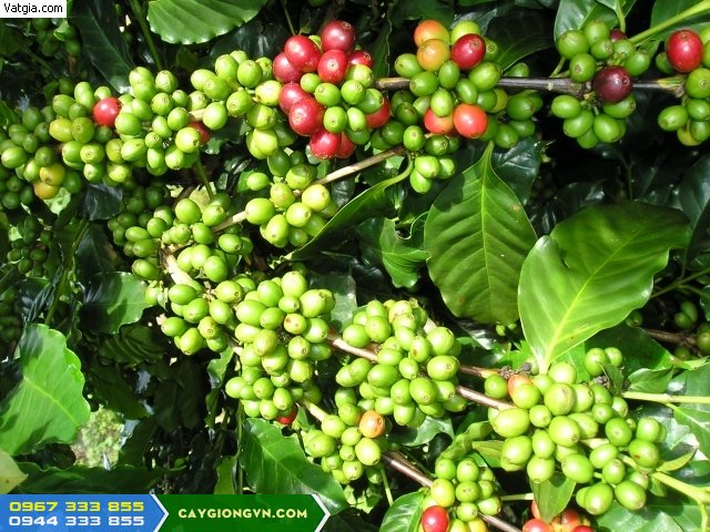 giong_ca_phe_thien_truong Giống cà phê thiện trường