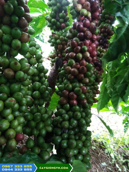 giong_ca_phe_thien_truong_lam_dong Giống cà phê thiện trường Lâm Đồng
