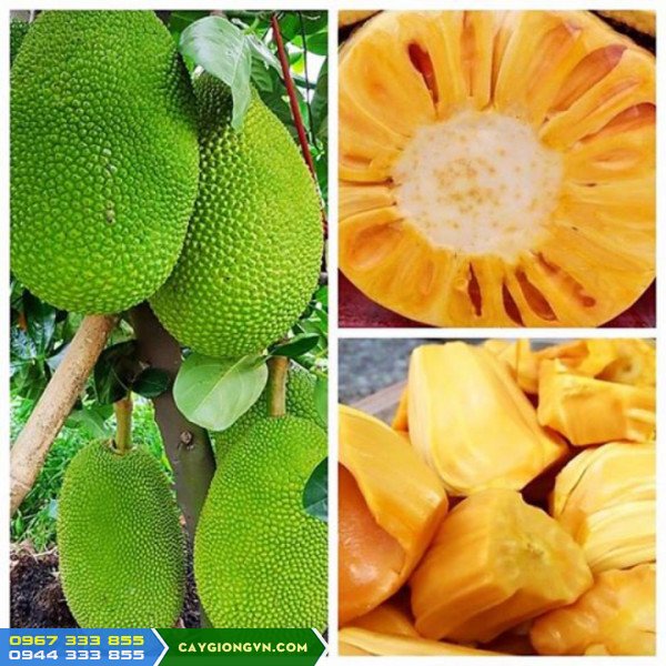 CÂY GIỐNG MÍT THÁI SIÊU SỚM CHANGAI CÂY GIỐNG MÍT THÁI SIÊU SỚM CHANGAI