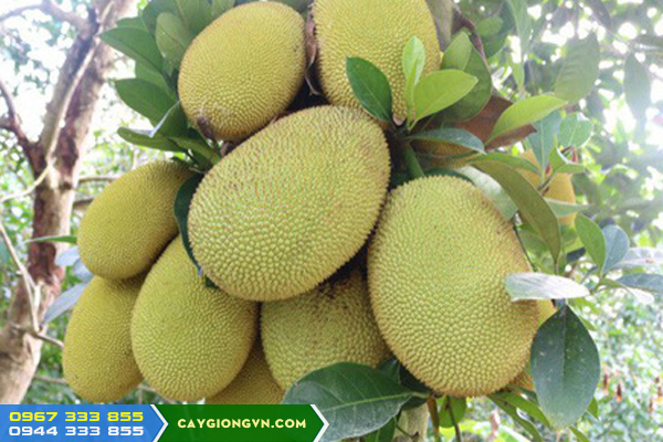 Kỹ thuật trồng cây giống mít thái changai siêu sớm