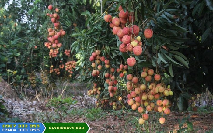 giong_vai_u_hong_chin_som Giống cây Vải U Hồng Chín Sớm