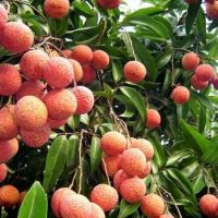 Giống vải u hồng trồng tại Đắk Lắk