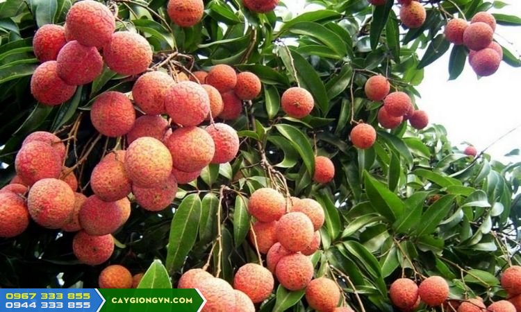 giong_vai_u_hong_dak_lak Giống vải u hồng trồng tại Đắk Lắk