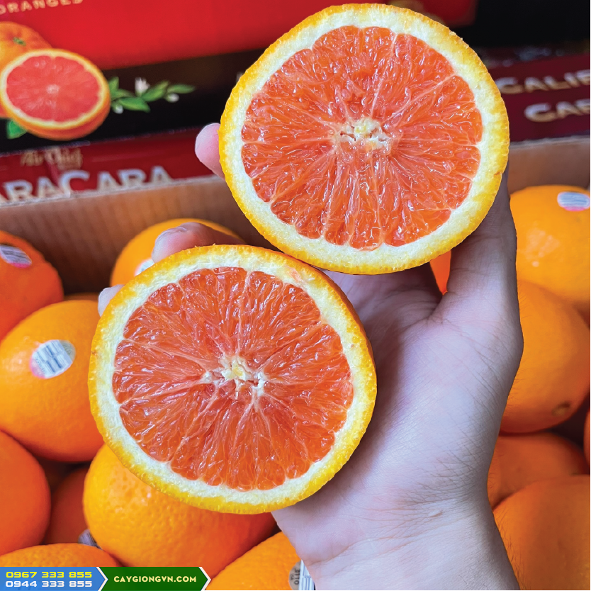 Cung cấp cây giống cam cara ruột đỏ không hạt Cung cấp cây giống cam cara ruột đỏ không hạt