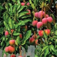 Cung cấp giống xoài úc vỏ hồng (Kensington Pride mango)