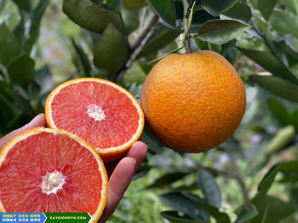Giong_cam_ruot_do_Cam_cara Giống cam ruột đỏ (cam cara)