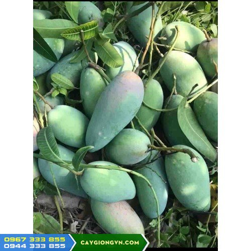 Xoài Giống Đài Loan xanh