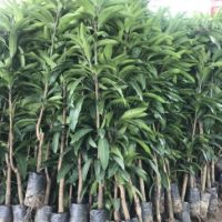 Cây Giống Xoài Đài Loan Xanh