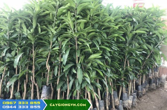 Cây Giống Xoài Đài Loan Xanh Cây Giống Xoài Đài Loan Xanh