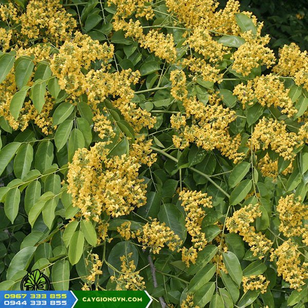 cay_giang_huong_dang_huong_Pterocarpus_macrocarpus Cây giáng hương (dáng hương) Pterocarpus macrocarpus