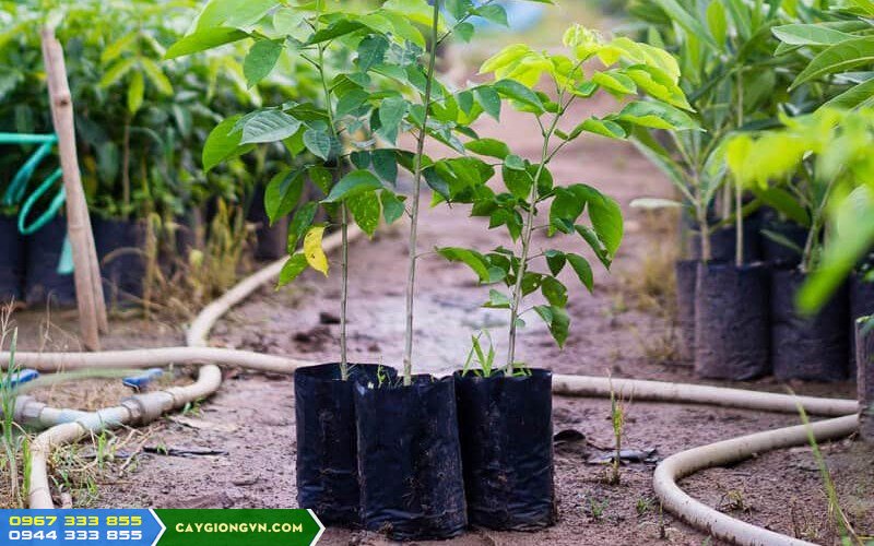 cay_giong_giang_huong Cây giống giáng hương (dáng hương)