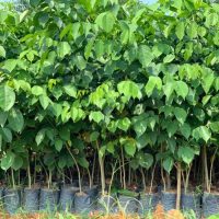 Cung cấp cây giống giáng hương (cây dáng hương)