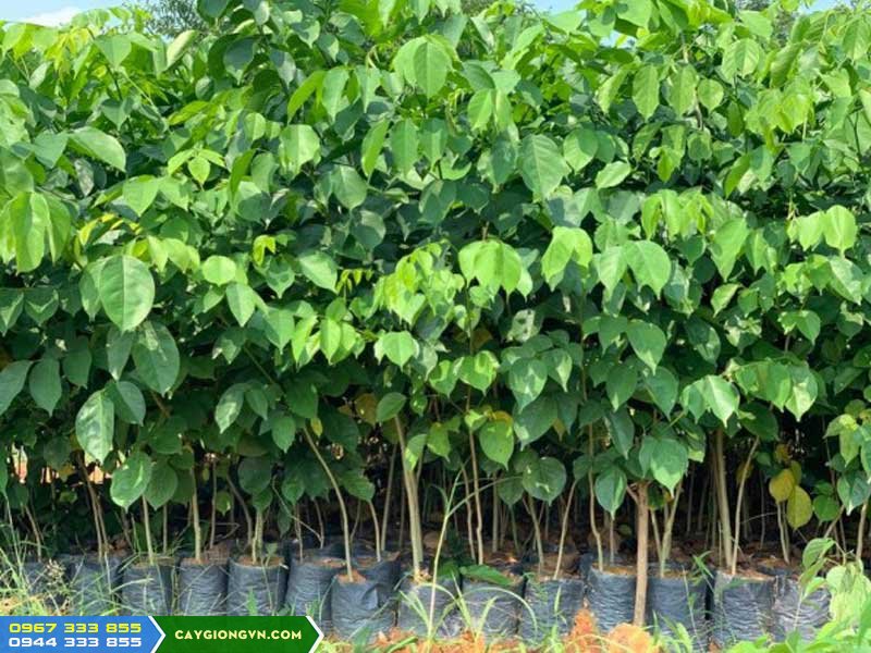 cay_giong_giang_huong_dang_huong Cung cấp cây giống giáng hương (cây dáng hương)