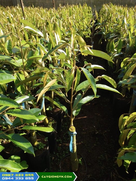 cay_giong_sau_rieng_black_thorn_d200_malaysia Cây giống sầu riêng Black Thorn