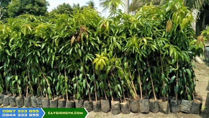 cay_giong_xoai_uc_hong Cây giống xoài úc hồng